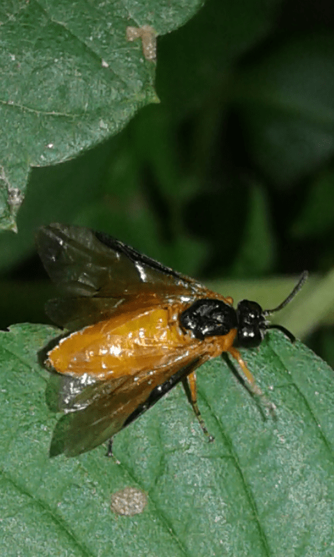 Arge ochropus (Argidae)?